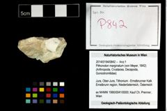 Foto (Objekt + Etikett) von Pithonoton marginatum (von Meyer, 1842)  (NHMW-GEO-2014-0194-0842)